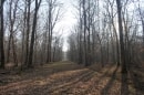 bois du petit rond